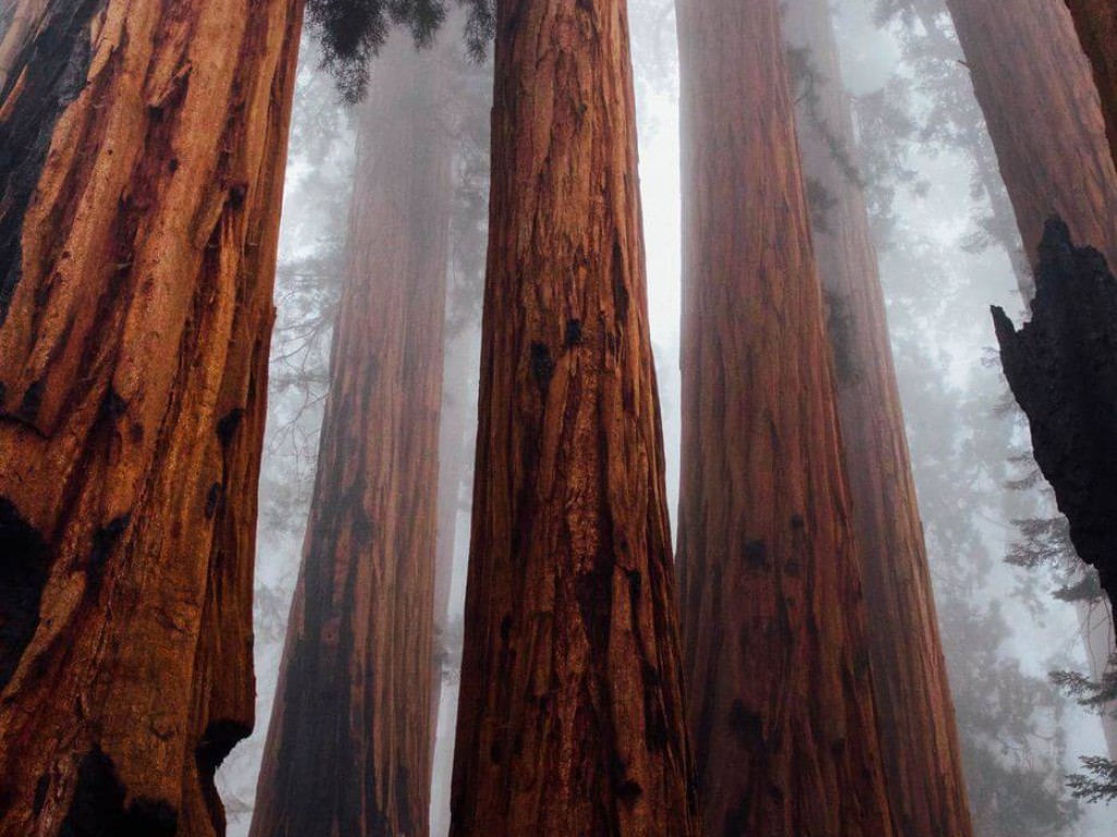 Huge trees reaching into the fog